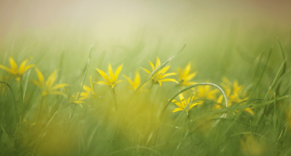 Grass with yellow flowers