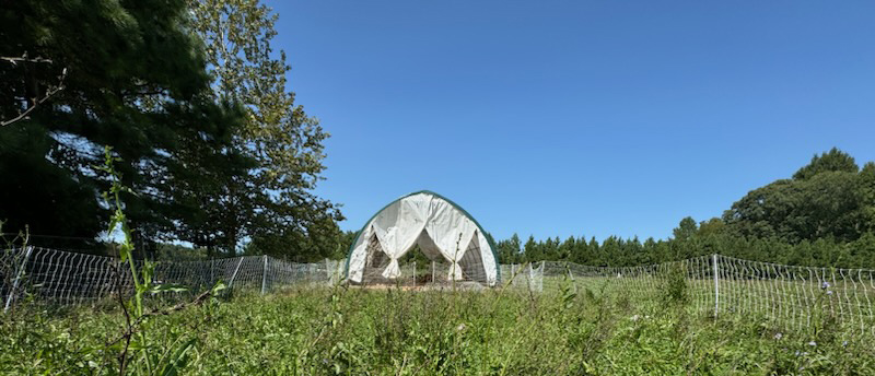 Chicken brooder hoop house on green pasture with blue skies